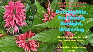 Complete Care of Justicia CarneaBrazilian Plume Flower Plant Fahmidas Gardening [upl. by Aryad]