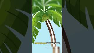 Coconut Endosperm 🥥 science sciencefactsshorts [upl. by Stella]