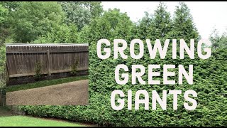 How fast do Green Giant Arborvitaes grow ⏰🌲⏰ [upl. by Weirick898]