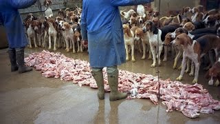 Feeding hounds in the Château de Cheverny France [upl. by Asimaj]