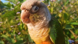 Parrot sound  Green cheek conure singing chirping chirping  1 hour so cute [upl. by Anuayek]