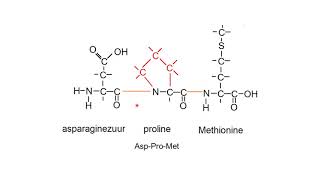 Oefeningen met aminozuren peptide hydrolyse [upl. by Leber468]