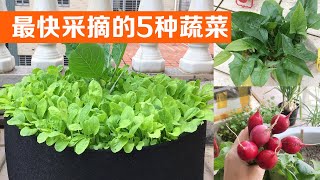 在阳台种植，最快采收的5种蔬菜｜The five fastest vegetables to harvest [upl. by Nylikcaj]