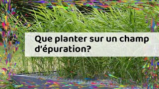 Que planter sur un champ d’épuration [upl. by Eselahs]