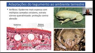 Aula Origem dos Tetrapoda e Conquista do Ambiente Terrestre  Parte 3 [upl. by Esta]