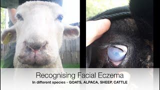 Recognising Facial Eczema in Different Species  Sez the Vet [upl. by Llertnov]