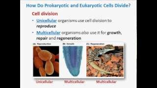 The Cell Cycle [upl. by Suiravad]