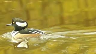 Hooded Merganser couple making love  High Park [upl. by Auos]