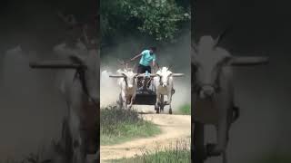 Bullock cart running race in the forest [upl. by Limber478]