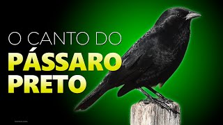 PÁSSARO PRETO  Aves Cantando na Natureza  Som das Aves 2024 [upl. by Cerell]