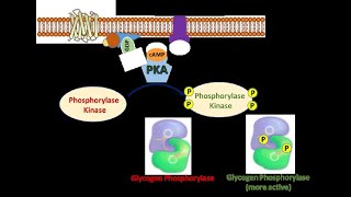 The Fight or Flight Response Part 5 Activation of Phosphorylase Kinase and Glycogen Phosphorylase [upl. by Lowe106]