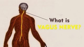 What Is The Vagus Nerve  Vagus Nerve Explained  Brain Mind Body Connect [upl. by Mala349]