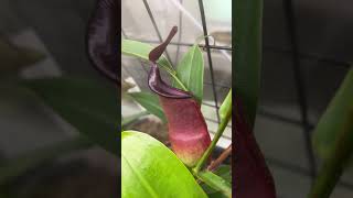 Nepenthes Spathulata x Tobaica BE3794 from Petflytrapcom [upl. by Proud]