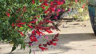 Bright Flowers and Hummingbirds [upl. by Harim409]