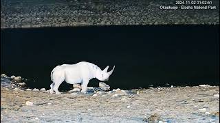 Black Rhinoceros with notched ear and broken tip of back horn [upl. by Ignatius]