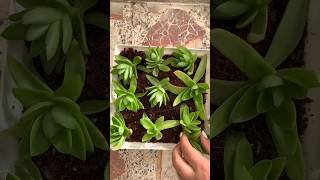 Propagation of crassula capitella by stem in soil very easy crassula [upl. by Dugan85]