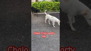 Party all time after night duty going for deep rest dog friendshipday motivational viral [upl. by Eilsek]