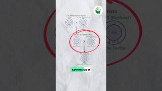 🛑Cytoplasmic Genetic Male sterility CGMS plantbreeding agriculture icarjrf icarsrf science [upl. by Singhal]