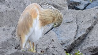 Squacco heron Rallenreiher Kerkini Lake Greece [upl. by Seto]