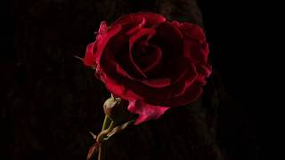 Red rose flower opening and dying time lapse [upl. by Adalbert466]