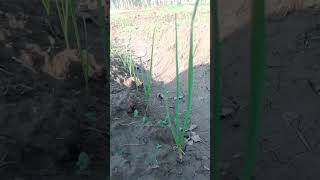 Best herbicide for weeds control in garlic field  farming  farming garlic [upl. by Ecirtael]