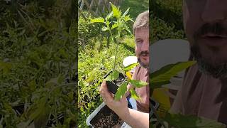 Comment rebooster ses tomates dans leurs petits godets sans les rempoter [upl. by Purdum364]