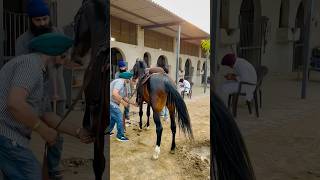 Stallion  Lal Badshah🏇 marwari horse horses horseracing horseriding horselover horseracing [upl. by Gnal]