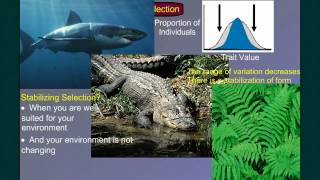 Evolution Part 2B Natural Selection in Action [upl. by Aral]