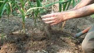 Harvesting Curing and Storing Garlic [upl. by Stasny]