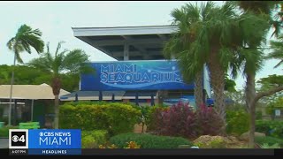 Miami Seaquarium operators release statement [upl. by Novelc697]