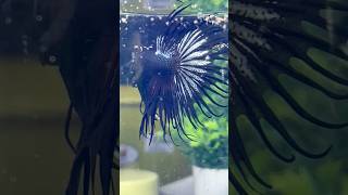 Beautiful breeding story ♥️ bettafish breeding shorts [upl. by Redliw910]