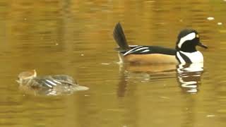 Hooded Mergansers lovemaking season  High Park [upl. by Audette]