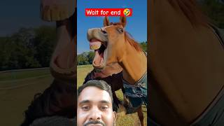 wait for end 🤣 horse stitch funny comedy animals [upl. by Merell]