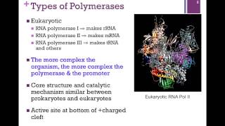 178RNA Polymerase Structure [upl. by Nnylyram]