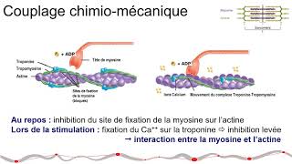 Anti Arythmiques Cardiaques et leur Pharmacologie partie 1 [upl. by Macgregor]