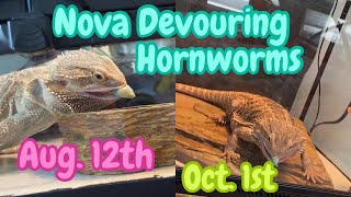 🦎Nova Devouring a Hornworm🐛 beardeddragon hornworm [upl. by Lock664]