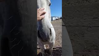 Horses in Christmas valley Oregon Stevie Pete and Snickers [upl. by Beker]