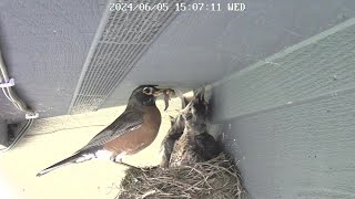 Four Minutes of the Robins Nest 652024 [upl. by Yelsew26]