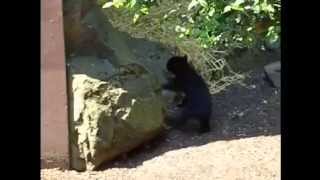 Spectacled bear Cub At Zoo Antwerp [upl. by Lamond]