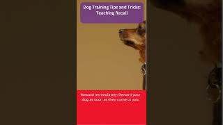 Dog Training Tips and Tricks Teaching Recall [upl. by Okiruy]