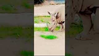 Rhinoceros Lahore ZOOminivlog mylahore cuteanimal ashortday youtubeshorts [upl. by Krm]