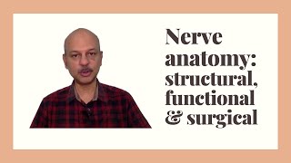 Nerve anatomy Structural functional and surgical nervesurgery [upl. by Paule]