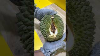 DURIAN DURI HITAM durian duriandurihitam masduren [upl. by Anaoj]