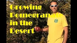 Growing Pomegranates in the Arizona DesertWonderful Pomegranate [upl. by Uoliram]