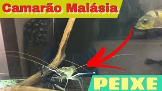 INACREDITÁVEL  CAMARÃO DA MALÁSIA JUNTO COM PEIXE [upl. by Shelburne]