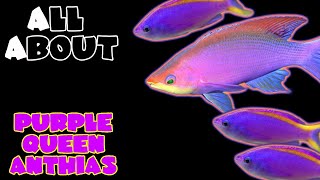 All About The Purple Queen Anthias or Yellow Striped Fairy Basslet or Sailfin Anthias [upl. by Ardella]