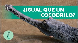 ¿Qué ES un GAVIAL 🐊 Características Hábitat y Alimentación del Gavial [upl. by Kippy376]