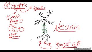 أنواع أنماط الاشارات الخلوية Modes Types of cell signaling [upl. by Geesey501]