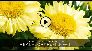 PlantHaven Hot Selection Video  REALFLOR® Leucanthemum Real Jewel [upl. by Norrabal]