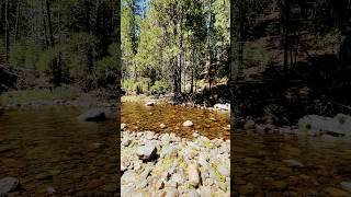 Dispersed Camping by a river at Stanislaus National Forest [upl. by Ydnagrub]